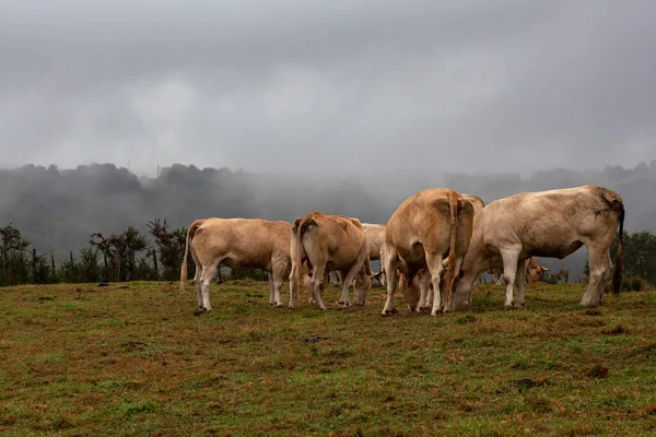 Krávy Stáda Pasoucí Deštivém Dni Oblačným Nebem Během Francouzské Cesty — Stock fotografie