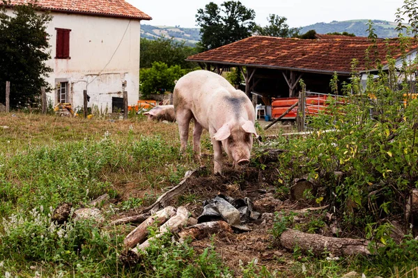Χοιρινό Που Τρώει Λιβάδι Μια Βιολογική Φάρμα Κρέατος Γαλλία — Φωτογραφία Αρχείου
