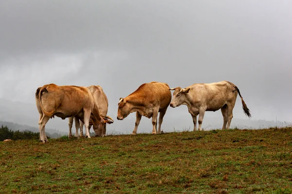 Αγελάδες Βόσκουν Μια Βροχερή Ημέρα Συννεφιασμένο Ουρανό Κατά Διάρκεια Της — Φωτογραφία Αρχείου