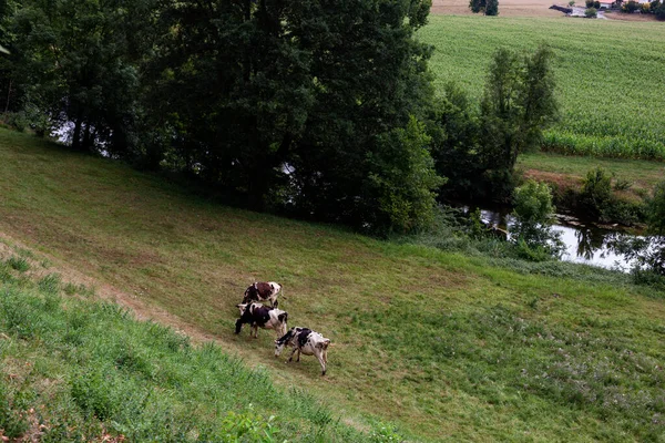 Корови Пасуться Трав Яному Полі Французькому Шляху Святого Якова Який — стокове фото