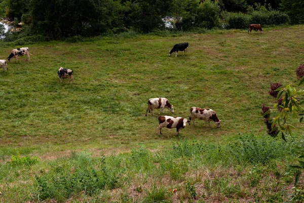 在圣詹姆斯路上的一个叫Chemin Puy的法国小径上 奶牛在草地上吃草 法国努韦勒 阿基坦 — 图库照片