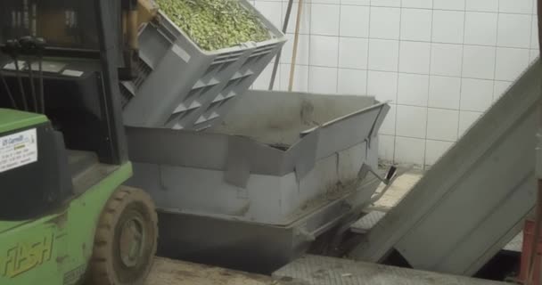 이탈리아 시실리에서 올리브유 이진행되는 올리브 공장에서 압착기에 올리브 열매를 담았다 로열티 프리 스톡 비디오