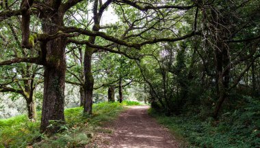 Fransa 'nın St. James Yolu' nun Fransız rotası Chemin du Puy yolu üzerindeki ormanda.
