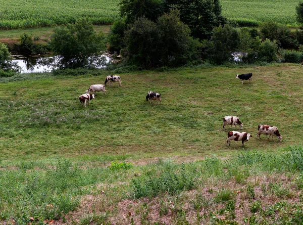在圣詹姆斯路上的一个叫Chemin Puy的法国小径上 奶牛在草地上吃草 法国努韦勒 阿基坦 — 图库照片