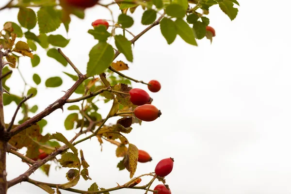 Rote Beeren Der Hagebutte Bei Blau Verschwommenem Naturhintergrund — Stockfoto