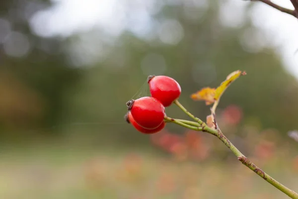 Boabe Roșii Șold Trandafir Fundal Albastru Blurred Natură — Fotografie, imagine de stoc
