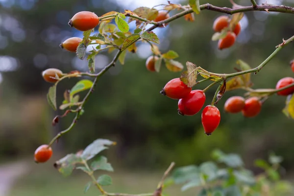 Röda Bär Nypon Vid Blå Suddig Natur Bakgrund — Stockfoto