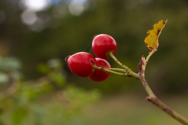 Röda Bär Nypon Vid Blå Suddig Natur Bakgrund — Stockfoto
