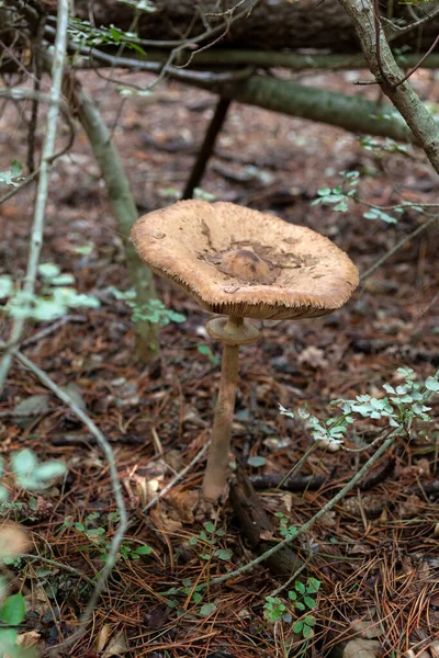 在的里雅斯特附近的Basovizza森林中看到了巨大的伞状蘑菇伞 意大利 — 图库照片
