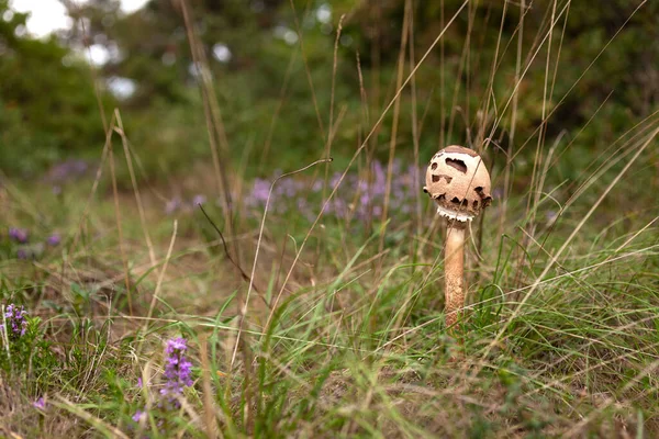 在的里雅斯特的Basovizza森林中的野生蘑菇的特写 意大利A — 图库照片