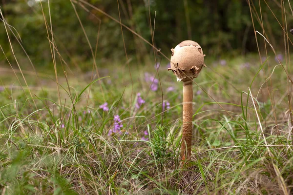 Close Wild Mushroom Basovizza Wood Trieste Italy — Stock Photo, Image