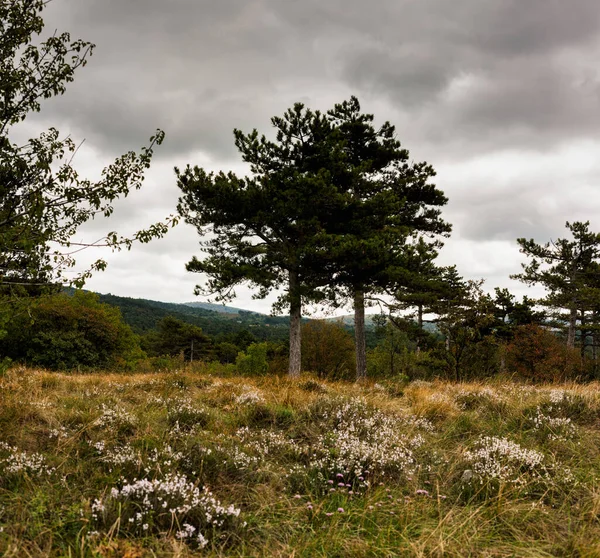 Bäume Und Wildblumen Auf Dem Weg Des Basovizza Waldes Triest — Stockfoto