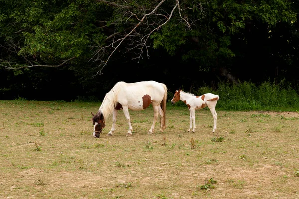 白色的母马站在圣詹姆斯路上的一块草地上放羊 这条路叫做Chemin Puy 法国努韦勒 阿基坦 — 图库照片