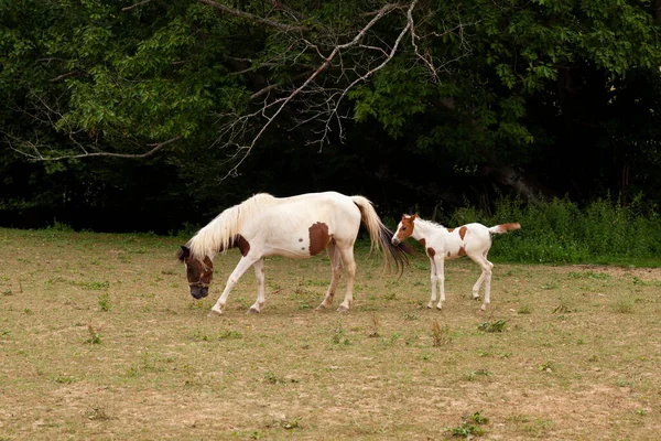 白色的母马站在圣詹姆斯路上的一块草地上放羊 这条路叫做Chemin Puy 法国努韦勒 阿基坦 — 图库照片