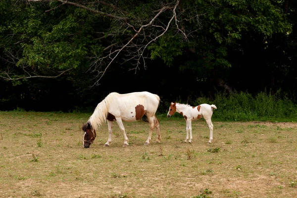 White Mare Standing Foal Grazing Grass Field French Route Way — Stock Photo, Image