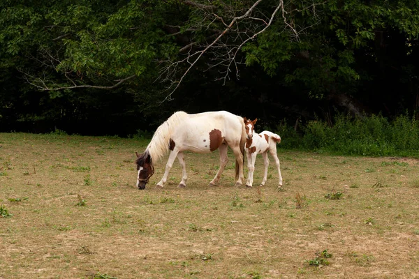 セント ジェームズの道のフランスのルートの草原の上に敵の放牧と白い馬の立っているケミン プイと呼ばれる フランス ヌーヴェル アキテーヌ — ストック写真