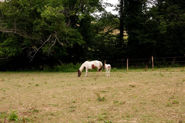 Égua Branca Com Potro Pastando Campo Grama Rota Francesa Caminho — Fotografia de Stock