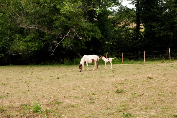 Yegua Blanca Pie Con Potro Pastando Campo Hierba Ruta Francesa — Foto de Stock
