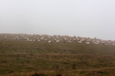 A flock of sheep grazing in the mist at early morning along the Way of Saint James in the French Pyrenees