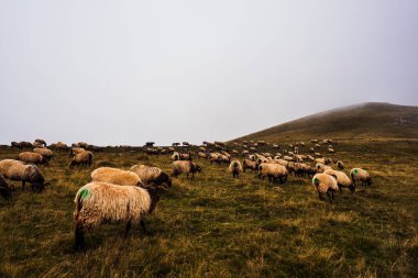 The mixed flock of sheep and goats grazing on meadow along the Camino de Santiago in the French Pyrenees