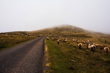 Flock of sheep grazing next to the path of the Camino de Santiago in the French Pyrenees