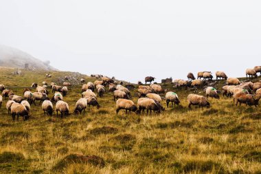 The mixed flock of sheep and goats grazing on meadow along the Camino de Santiago in the French Pyrenees