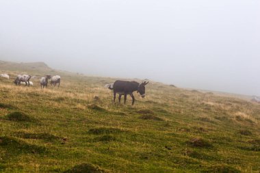The mixed flock of sheep, donkey and goats grazing in the mist at early morning along the Way of Saint James in the French Pyrenees