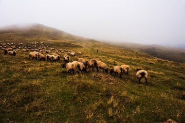 The mixed flock of sheep and goats grazing on meadow along the Camino de Santiago in the French Pyrenees