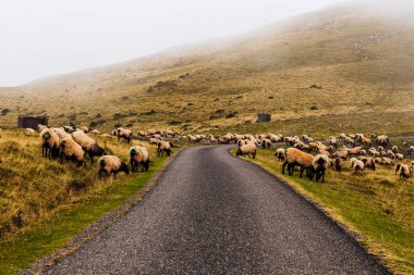 Flock of sheep grazing next to the path of the Camino de Santiago in the French Pyrenees