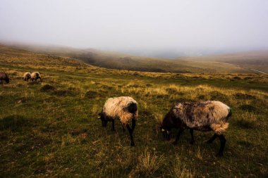 Goats grazing on meadow along the Camino de Santiago in the French Pyrenees