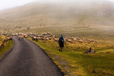 Pilgrim walking next to a flock of sheep along the way of St. James. The mixed flock of sheep and goats grazing on meadow in the French Pyrenees