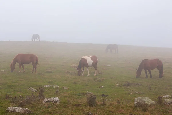 Horses grazing in a foggy field during a sunrise along the Way of saint James in the French Pyrenees
