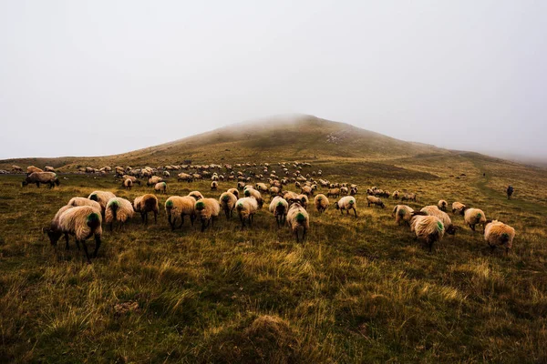 The mixed flock of sheep and goats grazing on meadow along the Camino de Santiago in the French Pyrenees