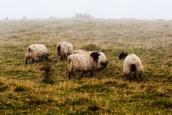 The mixed flock of sheep and goats grazing in the mist at early morning along the Way of Saint James in the French Pyrenees