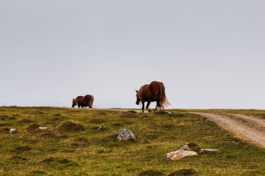 Horses grazing along the Way of St James in the French Pyrenees