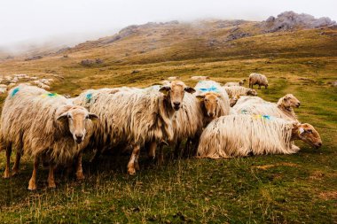A flock of sheep grazing in the mist at early morning along the Way of Saint James in the French Pyrenees