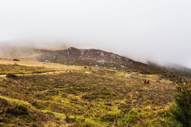 The flock of horses grazing along the Way of St James in the French Pyrenees
