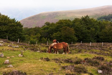 Horses grazing along the Way of St James in the French Pyrenees