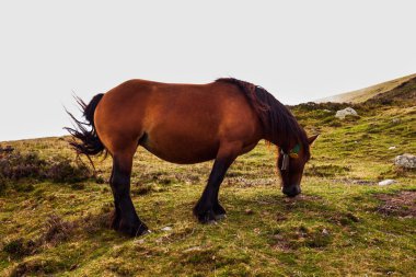 Horse grazing along the Way of St James in the French Pyrenees