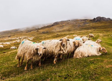 A flock of sheep French Pyrenees Mountains view in early morning