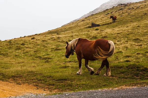 Horse grazing along the Way of St James in the French Pyrenees