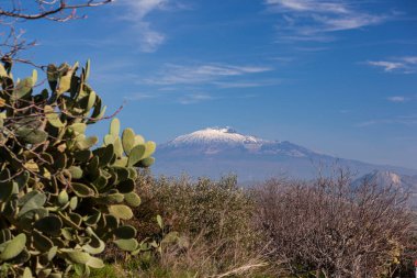Dikenli armut bitkisi ve arka planda karla kaplı Etna volkanı, Morgantina. Sicilya