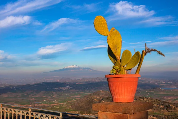 Pot Tüskés Körte Növény Vulkán Etna Borított Háttérben Aidone Szicília — Stock Fotó