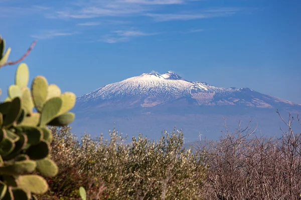 Tüskés Körte Növény Vulkán Etna Borított Háttérben Morgantina Szicília Jogdíjmentes Stock Fotók