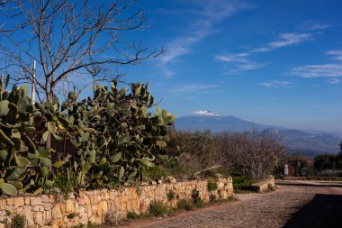 Dikenli armut bitkisi ve arka planda karla kaplı Etna volkanı, Morgantina. Sicilya