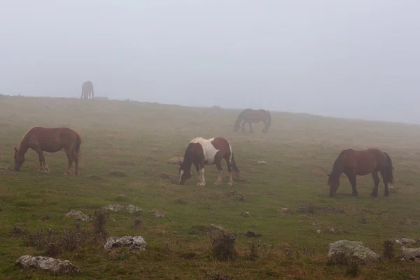Volný Výběh Koní Pasoucí Podél Horské Cesty Pyrenejích Mlhavého Časného — Stock fotografie