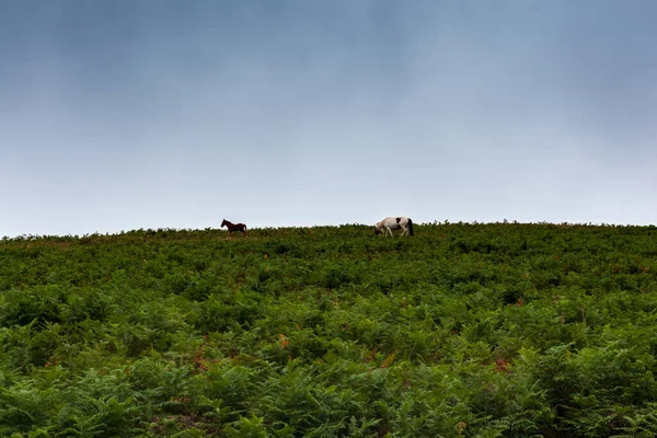 Little Horses Grazing Grass Field French Route Camino Santiago Called — Zdjęcie stockowe