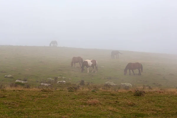Volný Výběh Koní Pasoucí Podél Horské Cesty Pyrenejích Mlhavého Časného — Stock fotografie