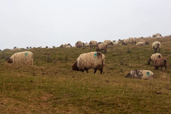 Mixed Flock Sheep Goats Grazing Meadow Camino Santiago French Pyrenees — Photo
