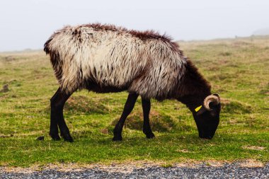 A single goat on a meadow grazing in the mist at early morning along the way of Saint James in the French Pyrenees